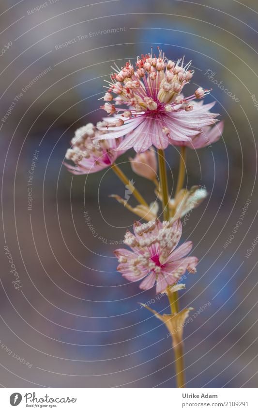 umbels Harmonious Well-being Contentment Relaxation Calm Nature Plant Spring Summer Flower Blossom Astrantia Garden Park Blossoming Natural Beautiful Pink