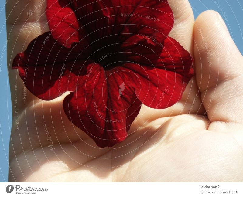 Fingerprints And Flowers Hand Woman Blossom Plant Red Intensive Macro (Extreme close-up) Close-up Human being Structures and shapes