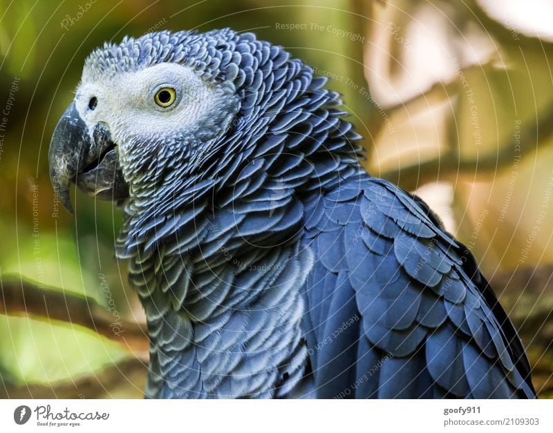 Side view!!!!! Environment Nature Forest Virgin forest South Africa Animal Wild animal Bird Animal face Wing Zoo Parrots 1 Observe To enjoy Vacation & Travel