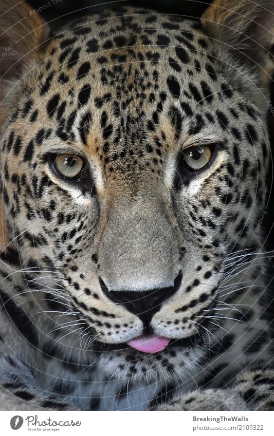 Close up portrait of Amur leopard male looking at camera Nature Animal Wild animal Cat Animal face Zoo 1 Looking Beautiful Love of animals Snout wildlife Mammal