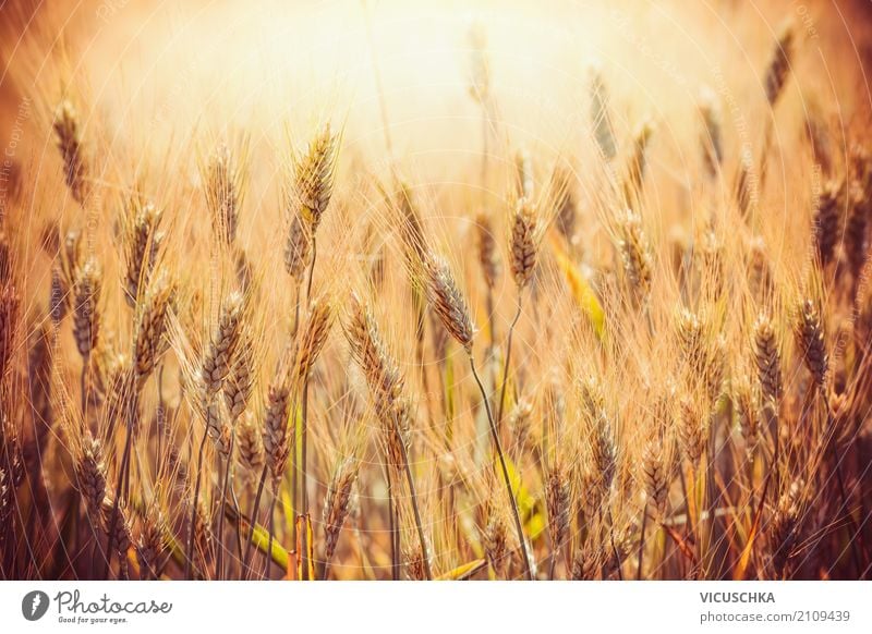 Golden ears of wheat on cereal field Grain Lifestyle Design Summer Thanksgiving Nature Field Yellow Ear of corn Grain field Grain harvest Wheat Sunset Light