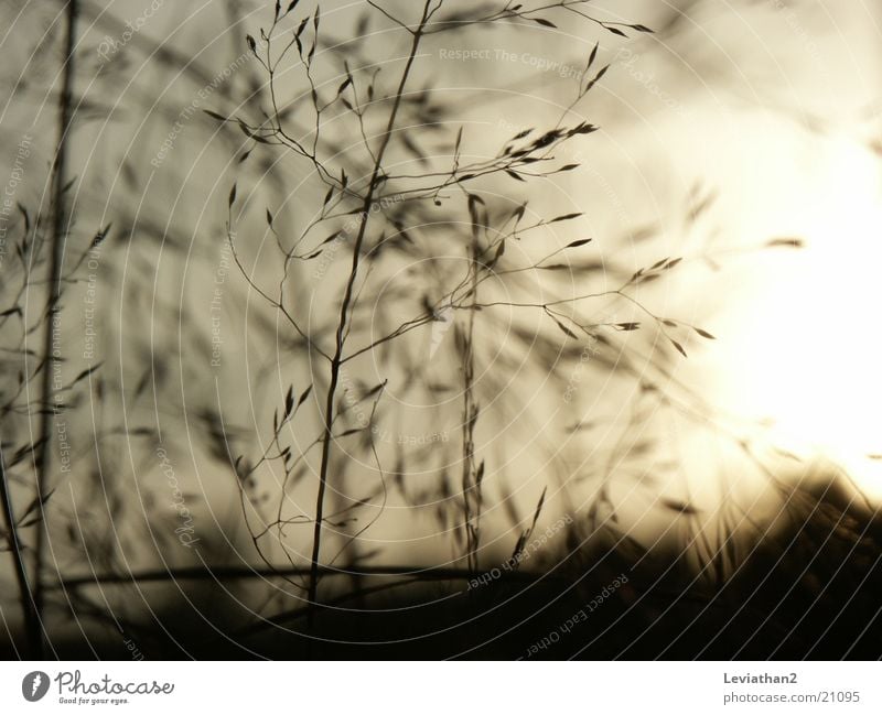 Grass on an October evening II Blade of grass Meadow Close-up Romance Sun Macro (Extreme close-up)