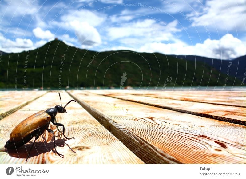 Sunbathing at the lake Beetle 1 Animal Wood Sit Disgust Warmth Blue Brown Happy Contentment Calm Relaxation Senses Summer vacation Summery Footbridge Lakeside