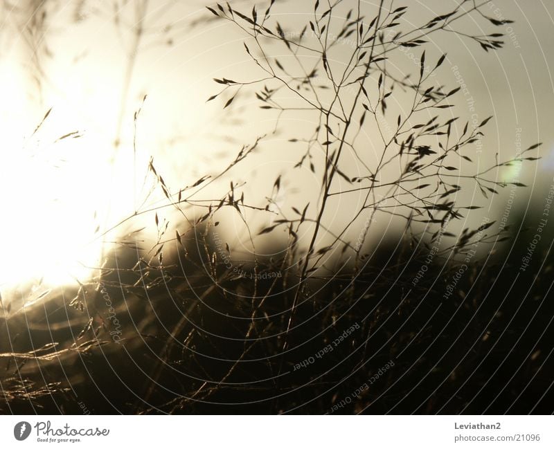 Grass on an October evening Blade of grass Meadow Close-up Romance Sun Macro (Extreme close-up)