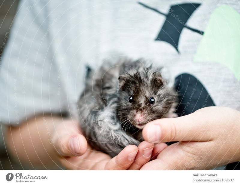 little guinea pig Beautiful Summer Child Hand Fingers Animal Pet Guinea pig Hamster Rodent 1 Observe To hold on Looking Playing Embrace Cuddly Near Natural