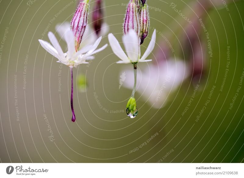 Clatterbill in morning dew Environment Nature Plant Water Drops of water Spring Summer Flower Blossom silene vulgaris campion Garden Park Meadow Field Alps