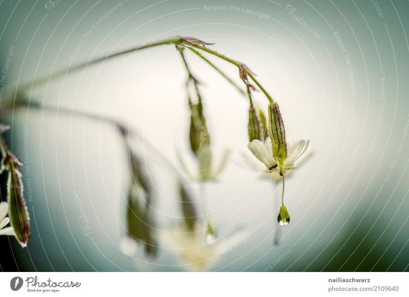 Clatterbill in morning dew Nature Plant Water Drops of water Spring Summer Flower Blossom Wild plant Garden Park Meadow Field Alps Blossoming Fragrance Growth