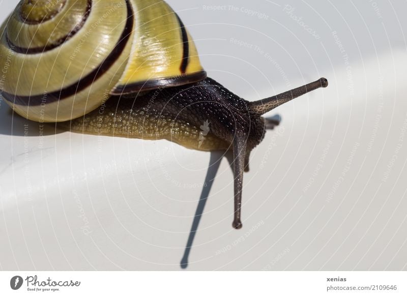 Snail crawls over white rounded corner Crumpet Brown-lipped snail 1 Animal Looking White Serene Curiosity Slowly Cozy Feeler Close-up Copy Space right Shadow