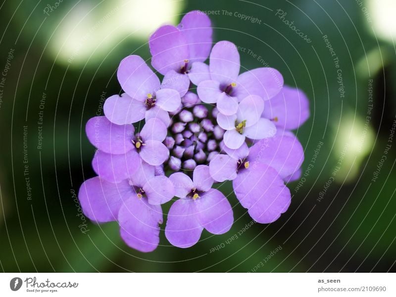 purple flowers Wellness Harmonious Senses Calm Fragrance Garden Environment Nature Plant Spring Summer Flower Leaf Blossom Park Decoration Bouquet Blossoming