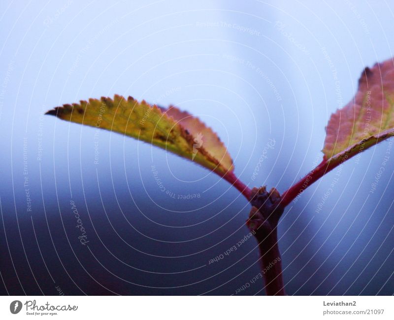 autumn weather October Autumnal colours Leaf Plant Multicoloured Cold Fog Damp Autumnal weather Colour Close-up Macro (Extreme close-up)