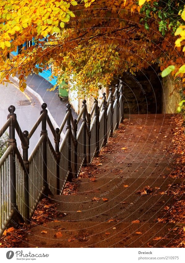 ...earlier than expected Environment Autumn Weather Tree Leaf Park Isle of Skye Scotland Europe Village Fishing village Small Town Port City Outskirts Old town