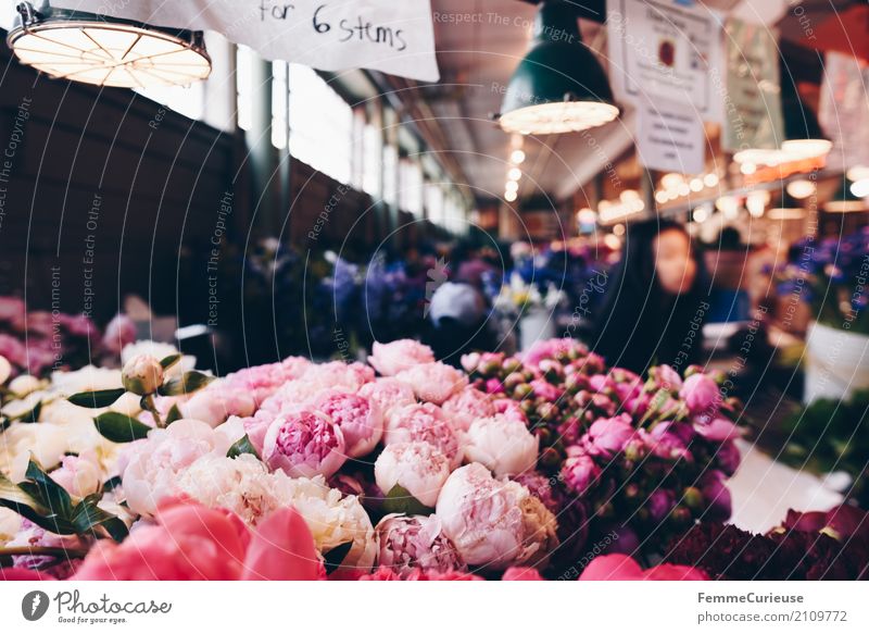 Roadtrip West Coast USA (257) Plant Pink Covered market Seattle Blossom Bud Bouquet Ceiling light Peony Multicoloured sea of flowers Fragrance Colour photo