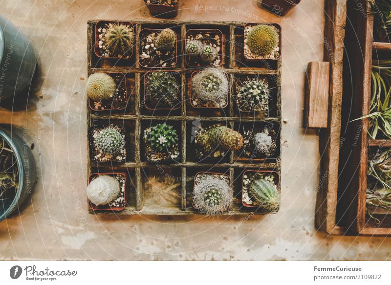 Roadtrip West Coast USA (172) Nature Cactus Cactusprickle Typecase Wood Table Flower shop Plant cactus soil Decoration Living or residing Gardenhouse Greenhouse