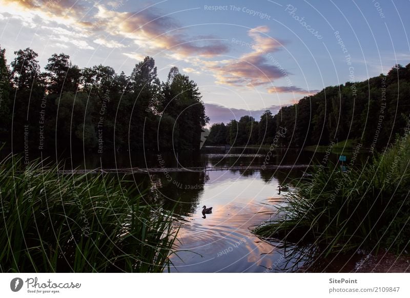 Evening idyll at the lake Nature Landscape Plant Animal Water Clouds Sunrise Sunset Spring Summer Beautiful weather Garden Park Coast Lakeside Bird Dream Hiking