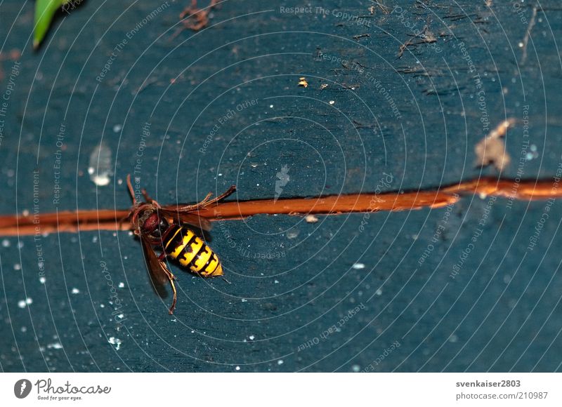 Hornet on blue Environment Nature Animal Wild animal 1 Work and employment Crawl Blue Brown Yellow Colour photo Exterior shot Close-up Macro (Extreme close-up)