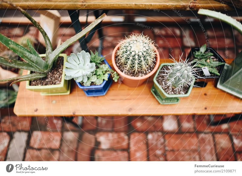 Roadtrip West Coast USA (161) Nature Greenhouse Gardening Cactusprickle Wooden bench Wooden table Decoration Flowerpot Multicoloured Stone floor Plant