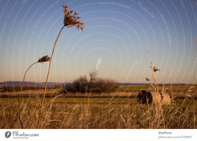 herb's tune Harmonious Freedom Nature Landscape Plant Field Forest Hiking Wild Colour photo Exterior shot Twilight Blur