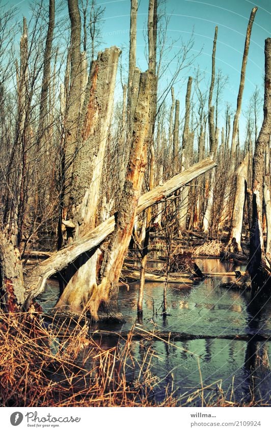 Moorland landscape with dead trees Bog moor forest bare trees Tree Water Moorscape Anklamer peat bog Anklamer Stadtbruch Moor lake Nature Landscape Usedom