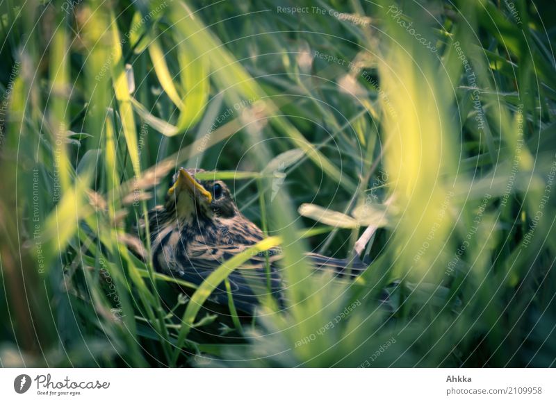 Young bird in green grass Environment Nature Grass Wild animal Bird Baby animal Discover Small Curiosity Perspective Rescue Environmental protection