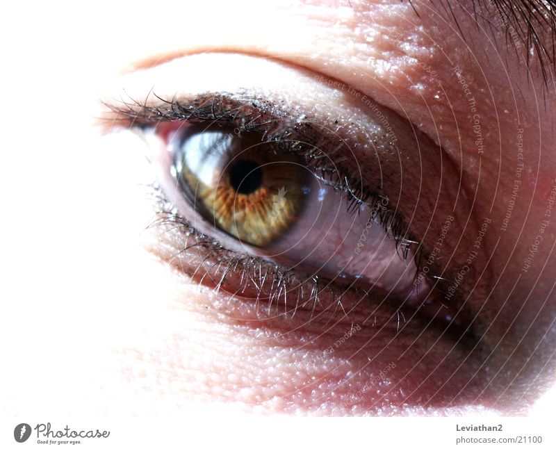 Views of one eye Green Brown Eyelash Human being Eyes green brown Close-up Bright