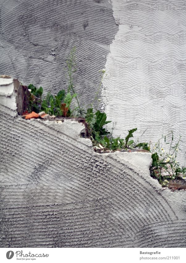 weeds don't go away Plant Architecture Wall (barrier) Wall (building) Stairs Gray Concrete Concrete wall Weed Structures and shapes Lanes & trails Growth