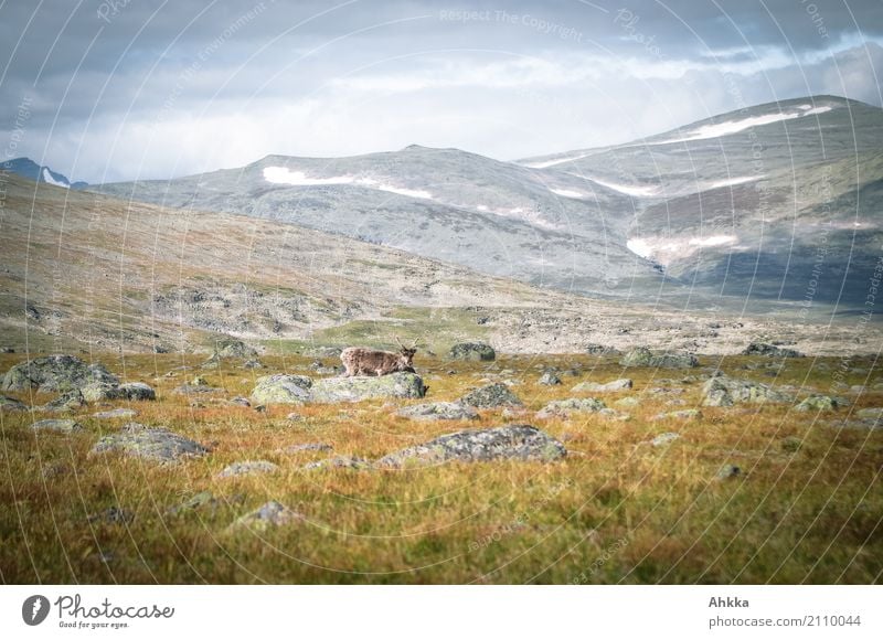 Reindeer sighting in Sarek, Sweden Landscape Mountain Peak Wild animal Authentic Discover Nature Environment Colour photo Exterior shot Deserted