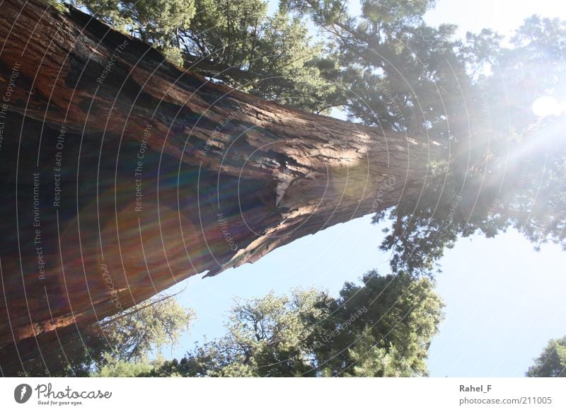 shining through Nature Elements Sunlight Tree Exotic Wood Discover Growth Gigantic Large Brown Green Power Protection Calm Life Unwavering Colour photo