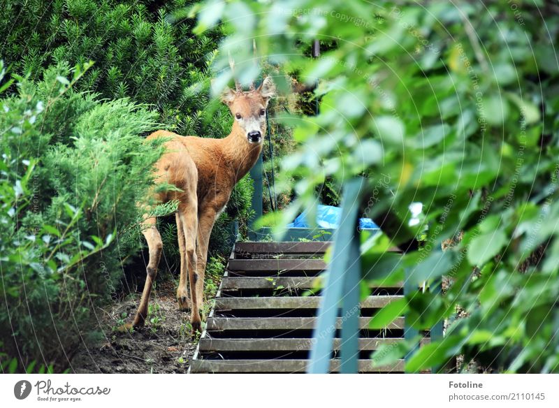 cross-border commuters Environment Nature Plant Animal Elements Earth Summer Beautiful weather Tree Bushes Garden Wild animal Animal face Pelt 1 Bright Near