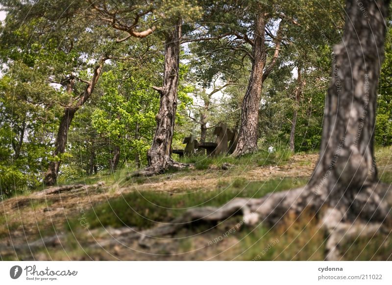 forest bench Well-being Calm Trip Environment Nature Landscape Summer Tree Forest Loneliness Idyll Life Sustainability Environmental protection Transience Time