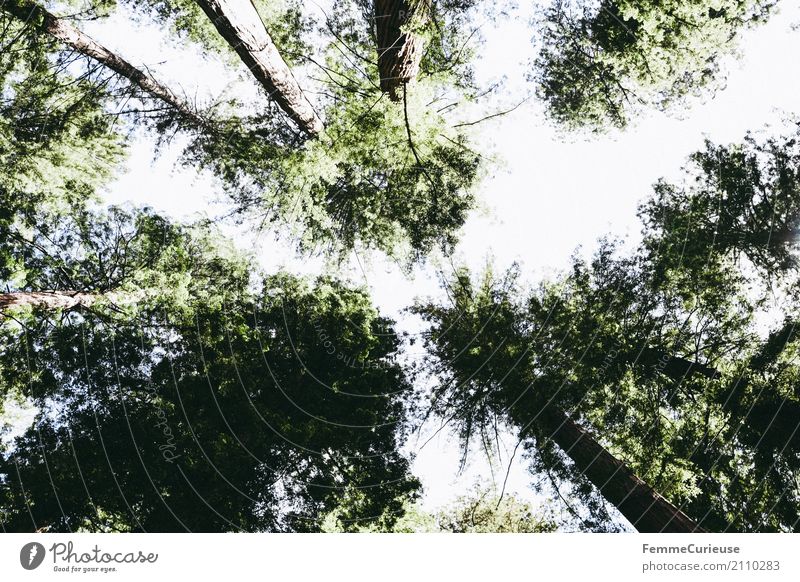 Roadtrip West Coast USA (234) Nature Treetop Forest Redwood Impressive Sunlight Summer Forest plant Colour photo Exterior shot Day Light Shadow Sunbeam