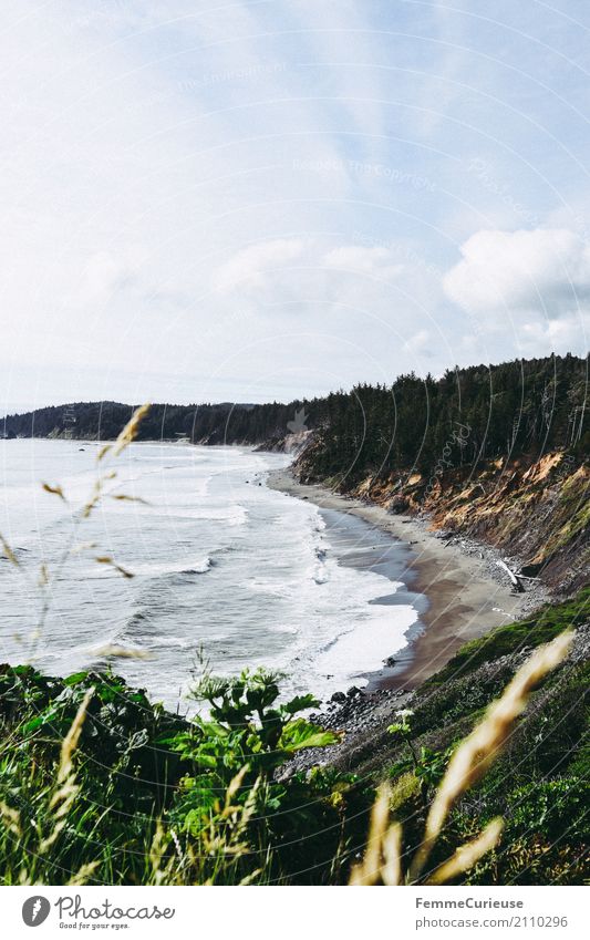 Roadtrip West Coast USA (194) Nature landslide Pacific Ocean Pacific beach Swell Undulating Sky Coniferous trees Deserted Beach Loneliness Colour photo