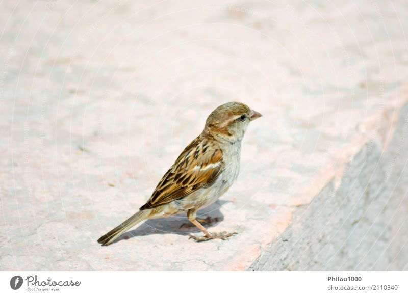 Sparrow posed on a stone Company Woman Adults Couple Nature Animal Autumn Castle Bird Butterfly Small Cute Wild Blue Brown White 1 alpen background Battlement