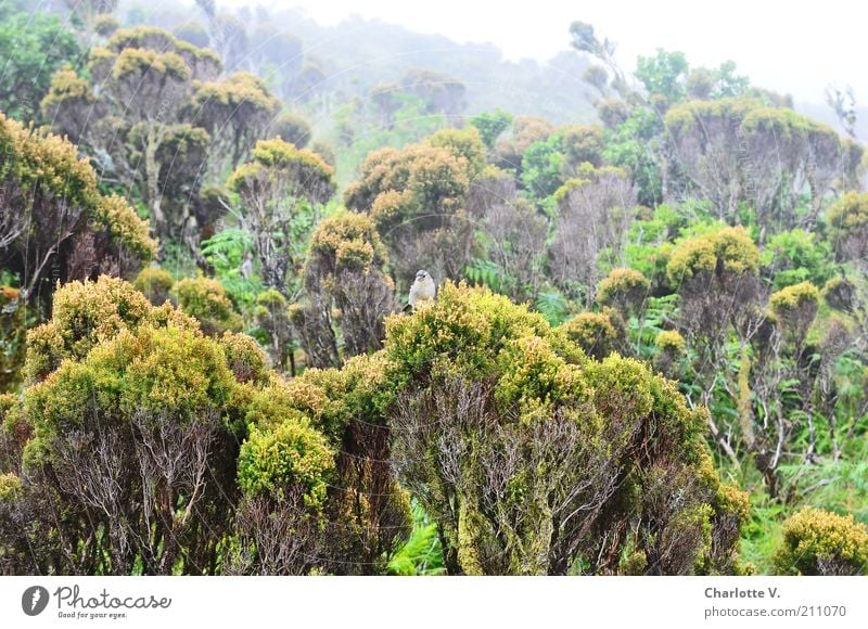 Under juniper bushes lowland forest Plant Fog Bushes Wild plant Mountain Island Pico Wild animal Bird 1 Animal Green Calm Contentment Peace Landscape