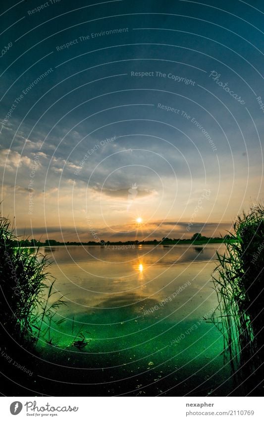 Lake with bright algae at sunset Environment Nature Landscape Water Sky Sunrise Sunset Spring Summer Plant Grass Foliage plant Common Reed Coast Lakeside