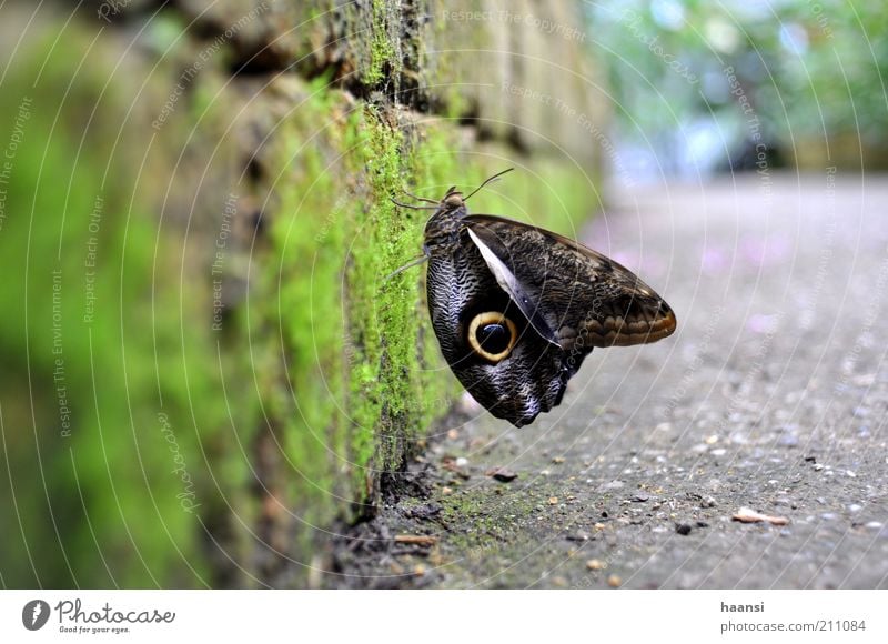 banana butterfly Moss Animal Butterfly 1 Multicoloured Colour photo Exterior shot Close-up Macro (Extreme close-up) Day Deep depth of field Noble butterfly Wing