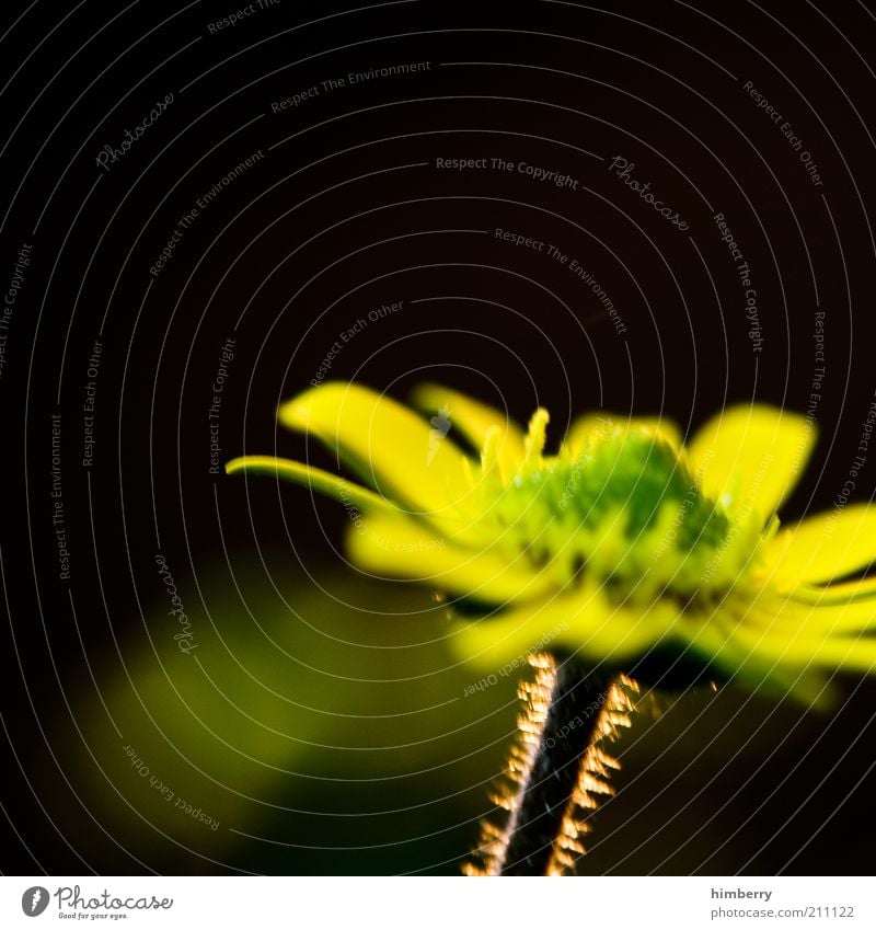 glow Environment Nature Plant Spring Summer Flower Emotions Moody Mysterious Surrealism Colour photo Exterior shot Detail Macro (Extreme close-up) Experimental