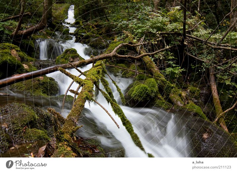 nature 3.3 Nature Elements Air Water Plant Tree Moss Forest Rock Alps Mountain River bank Brook Waterfall Line Drop Movement Glittering Growth Esthetic Fluid