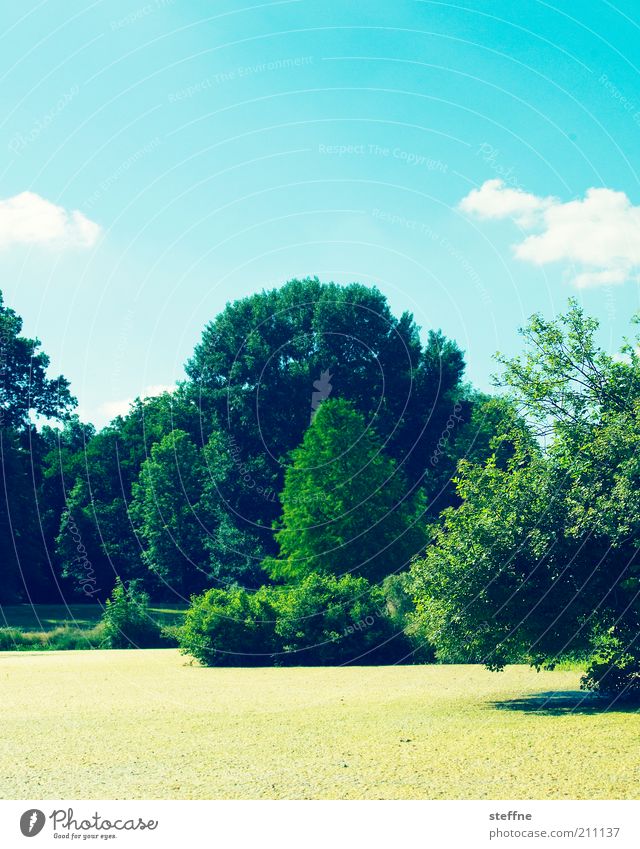 yellow fruit jelly Environment Nature Landscape Plant Sky Clouds Beautiful weather Tree Pond Idyll Water lentil Colour photo Multicoloured Exterior shot Day