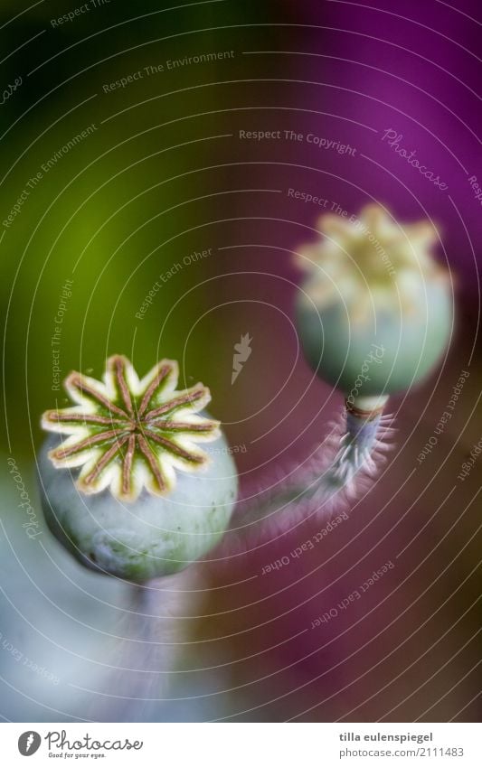 * Nature Plant Flower Garden Bouquet Faded Natural Original Beautiful Thorny Dry Multicoloured Violet Transience Verdant Part of the plant