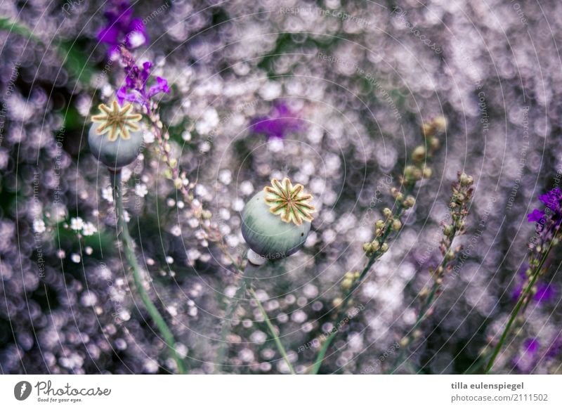 * Nature Plant Summer Flower Grass Garden Bouquet Natural Violet Idyll Art Environment Blur Verdant Part of the plant Poppy Poppy capsule Baby's-breath