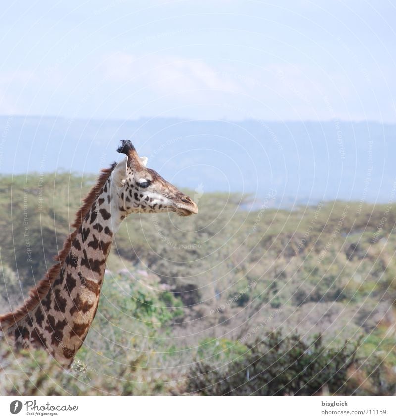 giraffe Safari Wild animal Giraffe 1 Animal Free Brown Yellow Contentment Africa Colour photo Subdued colour Exterior shot Animal portrait Animal face Neck