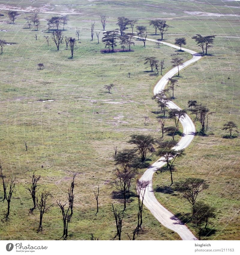 safari park Nature Landscape Tree Grass Steppe Street Lanes & trails Green Calm Kenya Lake Nakuru National Park Overview Africa Colour photo Subdued colour