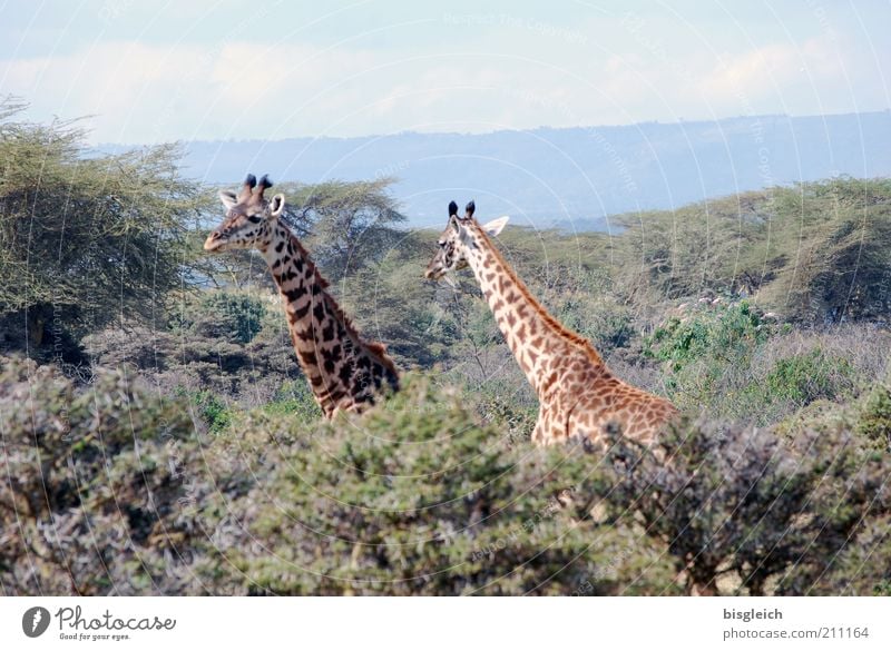 giraffes Safari Nature Forest Giraffe 2 Animal Brown Yellow Green Crscent Iceland Kenya Africa Colour photo Exterior shot Central perspective Neck