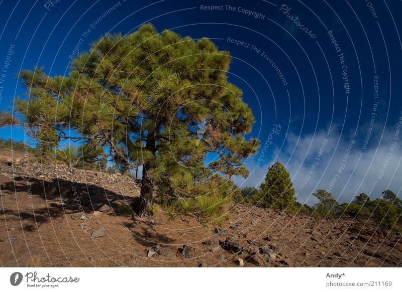 l'arbre qui cache la forêt Spain Canaries Tenerife Nature Landscape Plant Sky Clouds Sunlight Summer Beautiful weather Tree Teide Colour photo Copy Space right