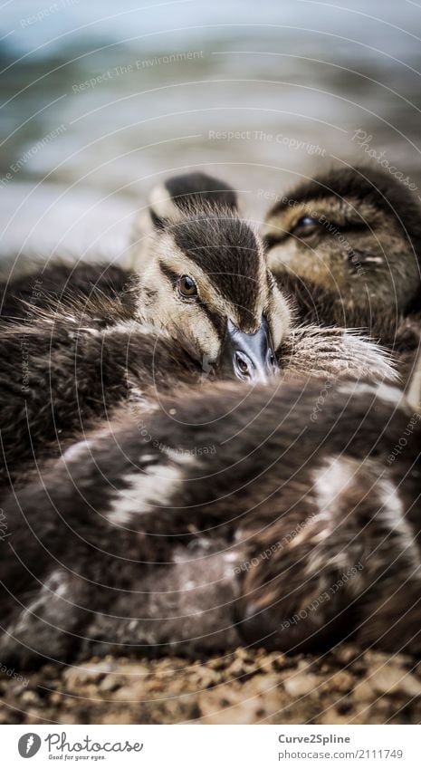 baby bugs Nature Animal Bird Animal face Group of animals Flock Baby animal Animal family Lie Duck Poultry Feather Chick Cuddling Lake Lakeside Freeze