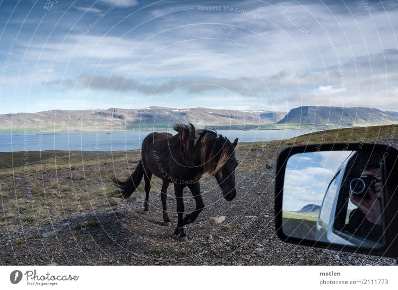 Encounter Hand 1 Human being Landscape Air Water Sky Clouds Horizon Spring Beautiful weather Grass Mountain Fjord Animal Horse Observe Infinity Blue Brown White