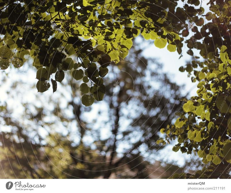 Resting point. Environment Nature Plant Esthetic Forest Tree Leaf Wind Blow Hissing Summer Visual spectacle Green Park Treetop Deciduous tree Natural Ecological