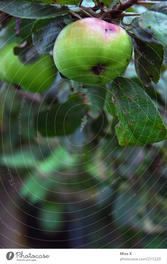 Apple with worm Food Fruit Nutrition Organic produce Vegetarian diet Garden Nature Autumn Tree Agricultural crop Growth Fresh Delicious Juicy Sour Sweet Healthy