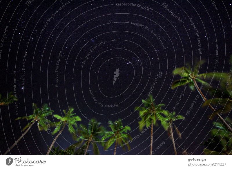 starry sky Nature Plant Air Sky Night sky Stars Summer Beautiful weather Wind Tree Exotic Palm tree Virgin forest Coast Beach Ocean Island Oasis Maldives Asia