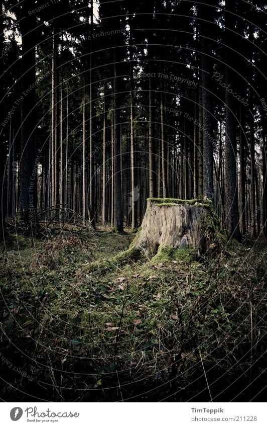 Sagaland Forest Green Black Woodground Clearing Forest death Tree trunk Tree felling Tree stump Mystic Mysterious Dark Eerie Fear Loneliness Soul Sadness